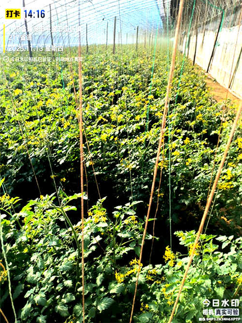 1763365563969604.jpg 02.jpg