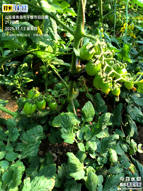 1763365588319030.jpg 04.jpg