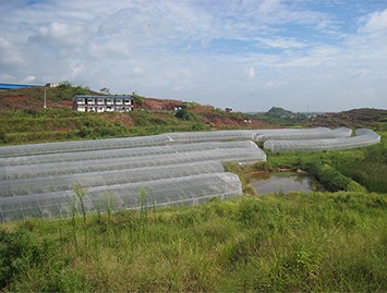 “根千条”助脐橙苗木茁壮成长