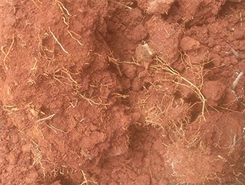 谷霖生物有机肥在蜜桔上的应用效果显著