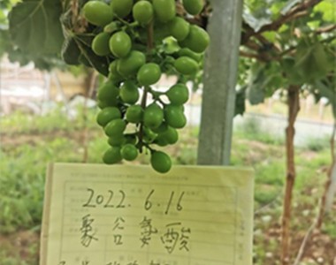 聚谷氨酸