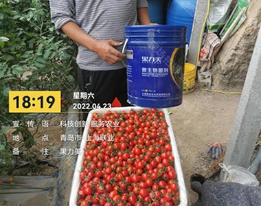 圣女果种植管理与技术