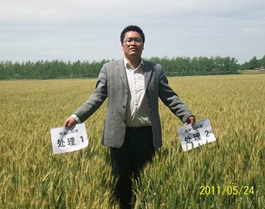 叶面肥在濉溪县进行试验、示范效果