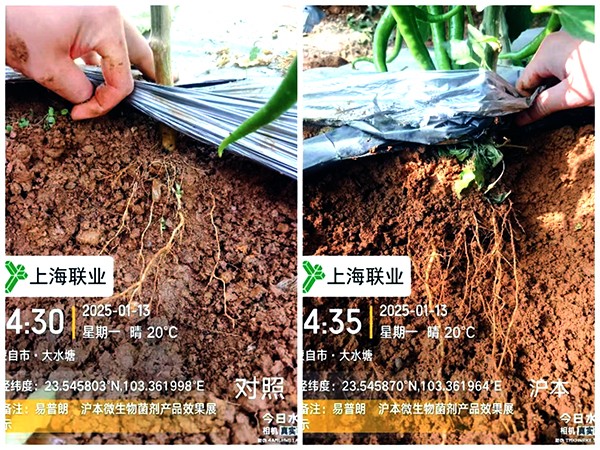 易普朗沪本在辣椒上的效果展...
