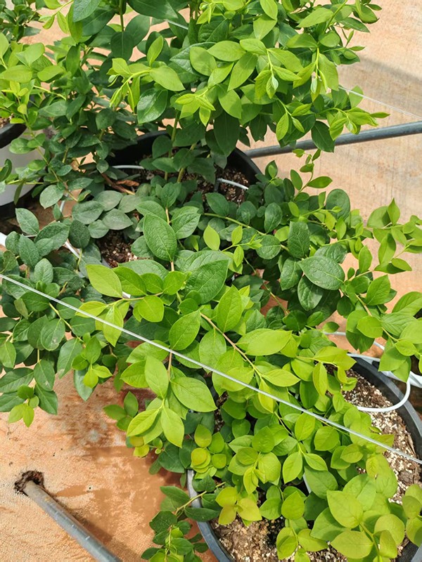 金氨维在蓝莓上的实验